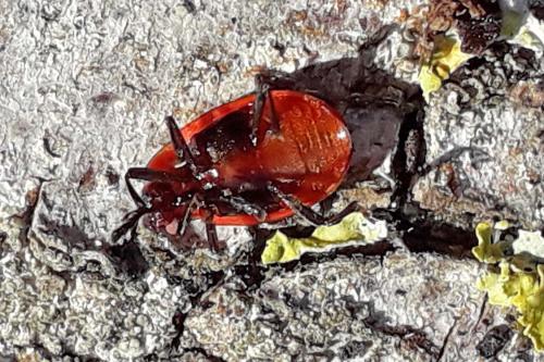 Réf. 329 514 : Endomychus coccineus